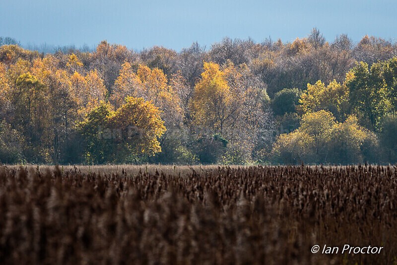 Autumn Colours at Portmore Lough - Autumn