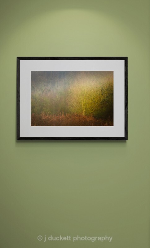 Shard of Light in Woodland