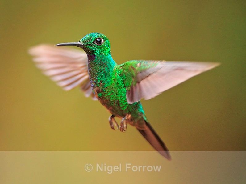 Green-crowned Brilliant (male) hovering at La Paz Waterfall Gardens - Green-crowned Brilliant