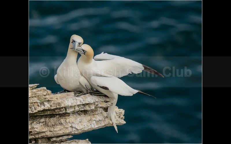 Gannets at Bempton Cliffs - SHARON OWEN