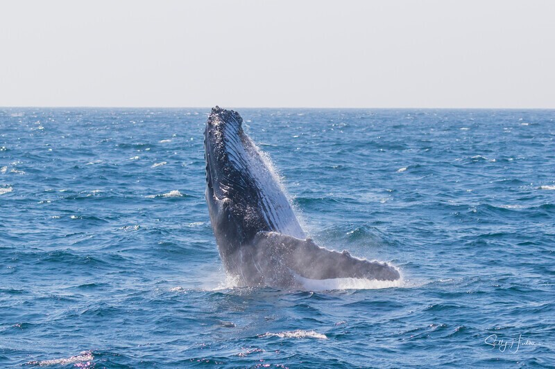 0A3A0473 - 2024 Whale Photos