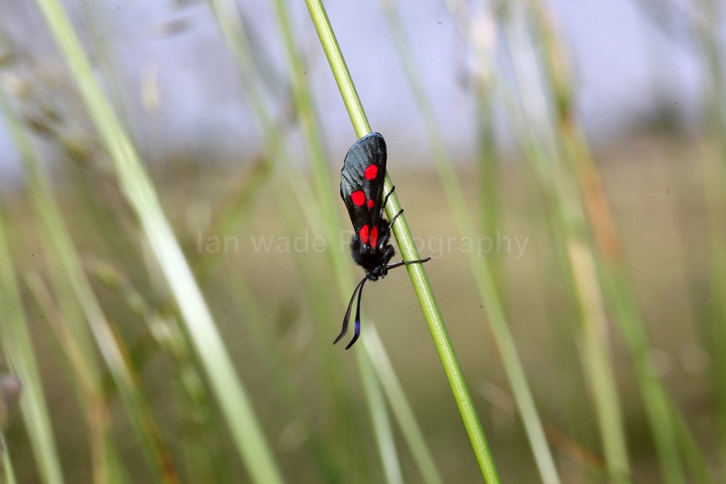  - Insects & Snails, Great Britain