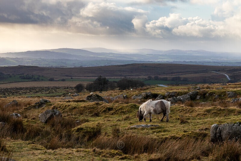 At home - Dartmoor