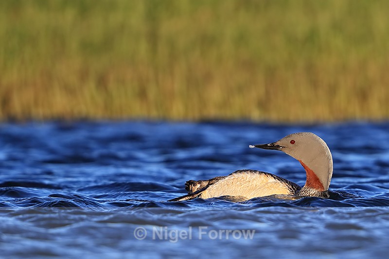Red-throated Diver with feather, Floi, Iceland - Red-throated Diver