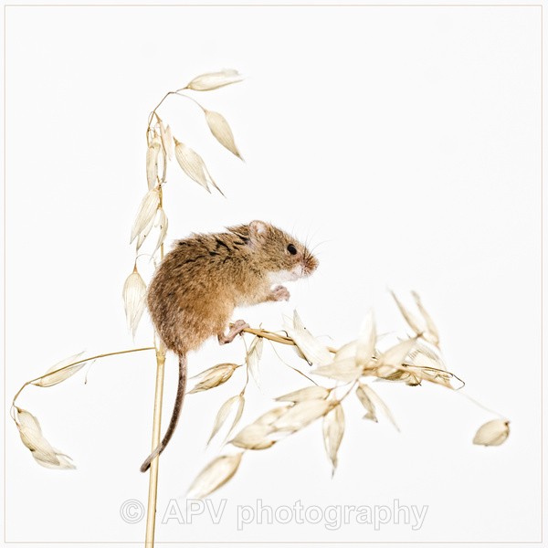  - Natures Photos with Bob Brind-Surch.