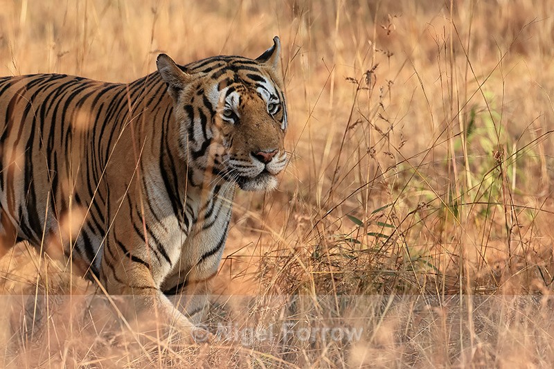 Male Bengal Tiger in grass, Panna Reserve, Madhya Pradesh, India - Tiger