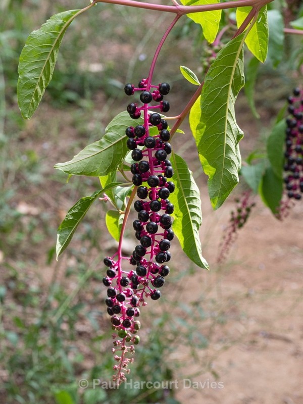 Levantine Pokeweed ( Phytolacca pruinosa) - Flower Portraits