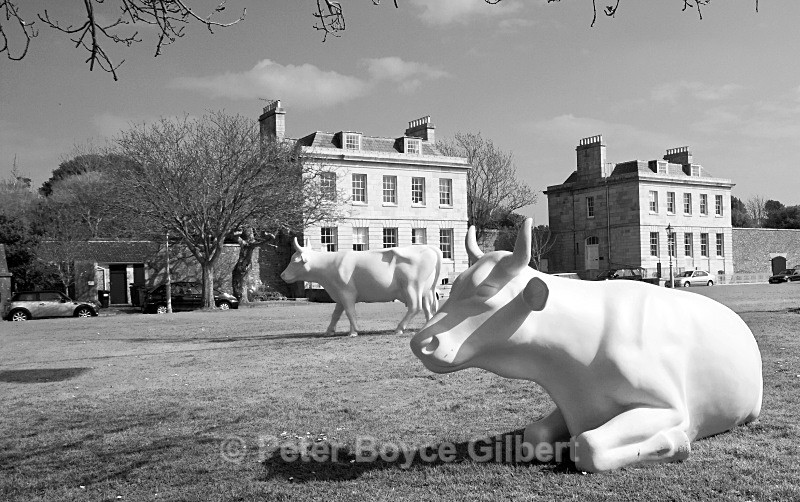 Urban cows - Towns, Houses & Architecture