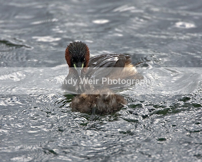 20080810-035 - Little Grebe