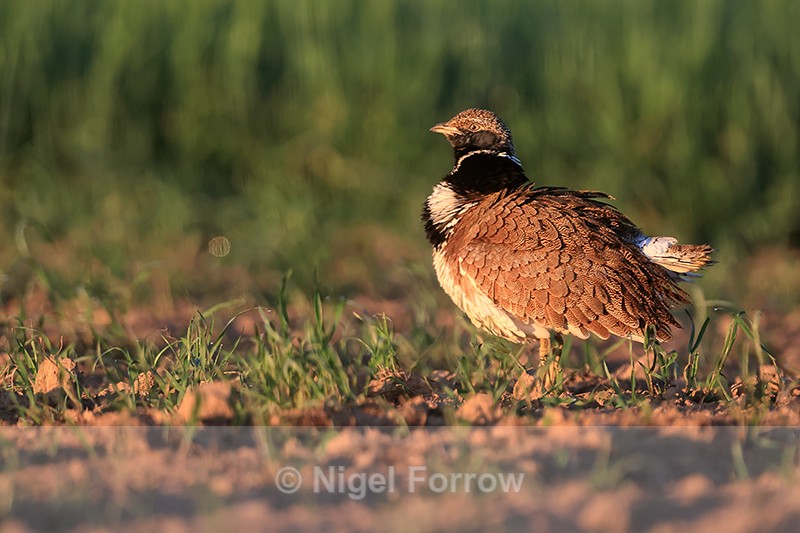 Little Bustard fluffing out feathers, Montgai, Spain - Little Bustard