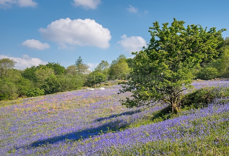 MF1_4882 - Other Areas of Inland Donegal