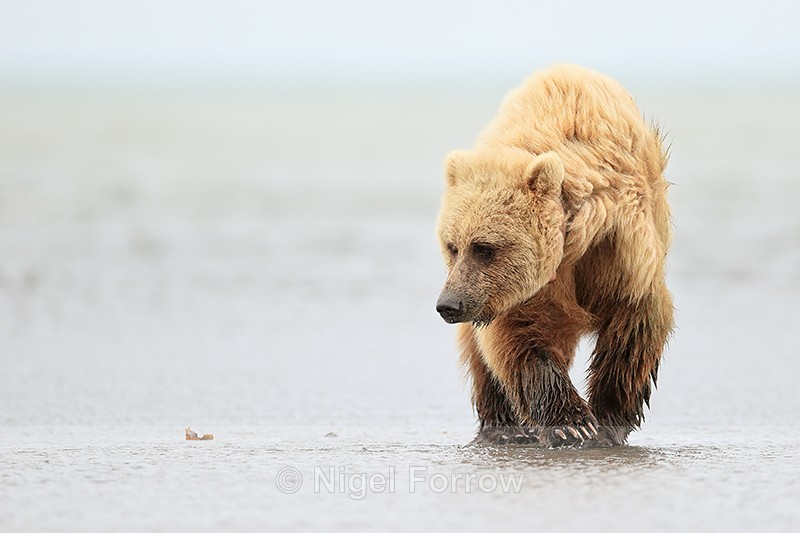 Brown Bear walking at low tide, Silver Salmon Creek, Lake Clark - Brown Bear