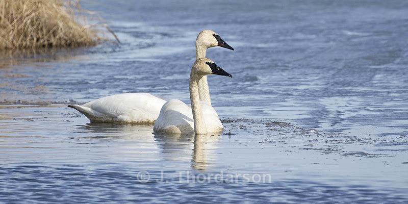  - Trumpeter Swans