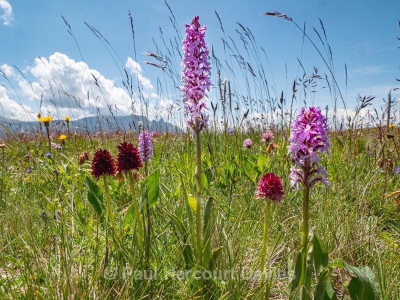  Alpine vanilla orchid ( G.nigra) (Left) Fragrant orchid (G. conospsea)  and alpine vanilla orchid (G. rhellicani) ) colour form. - Wild Orchids