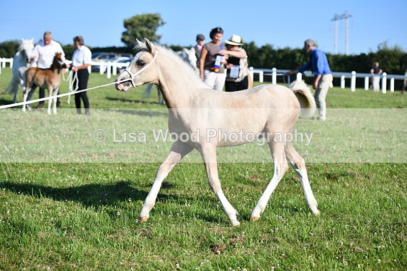 DSC_5355 - Classes 47 & 48: NPS M&M Brood Mare and Foal