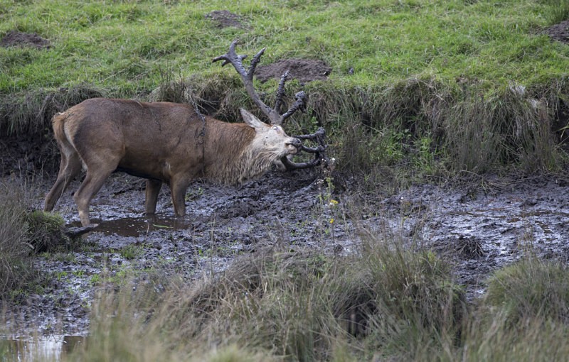 _H5X8809 Red Deer 'Rut' 2015 - New Deer Rut 2015