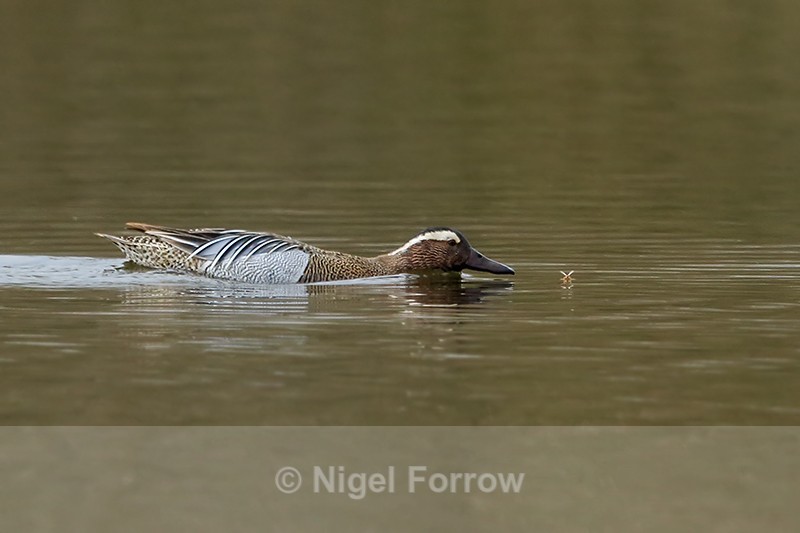Garganey (male) feeding on insects, Stratfield Brake - Garganey
