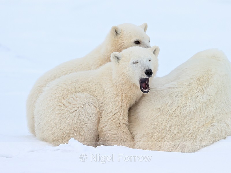 Yawning Polar Bear cub, Churchill, Canada - Polar Bear