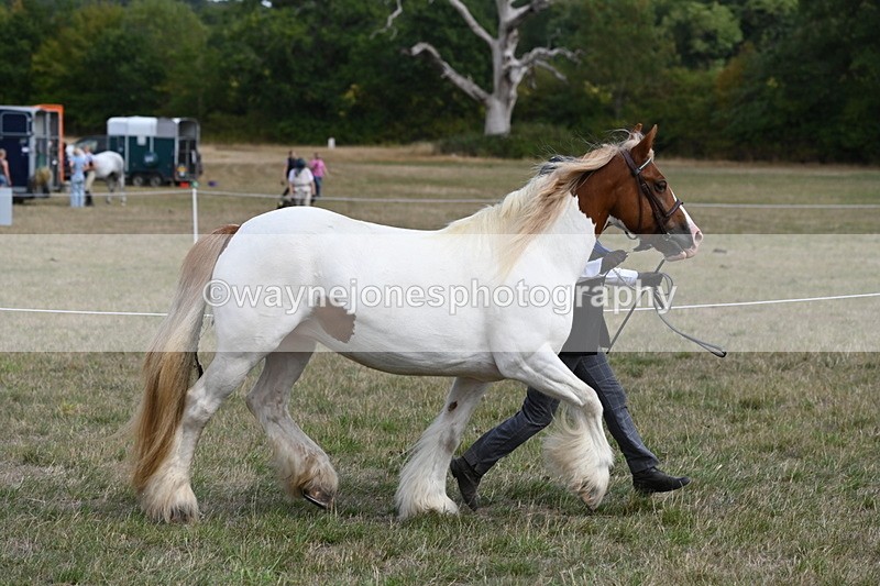 WJ6_6549 - Class 20 In-hand Cob