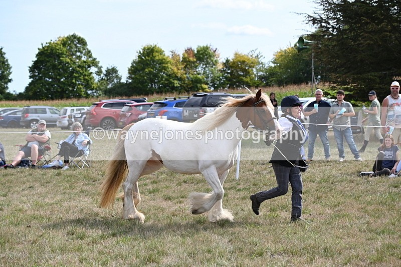 WJ6_6568 - Class 20 In-hand Cob