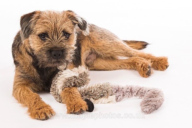 Border Terrier on Guard! - Dogs!