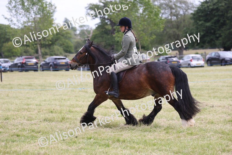 20260614-2937 - Class 22 - Open Working Hunter