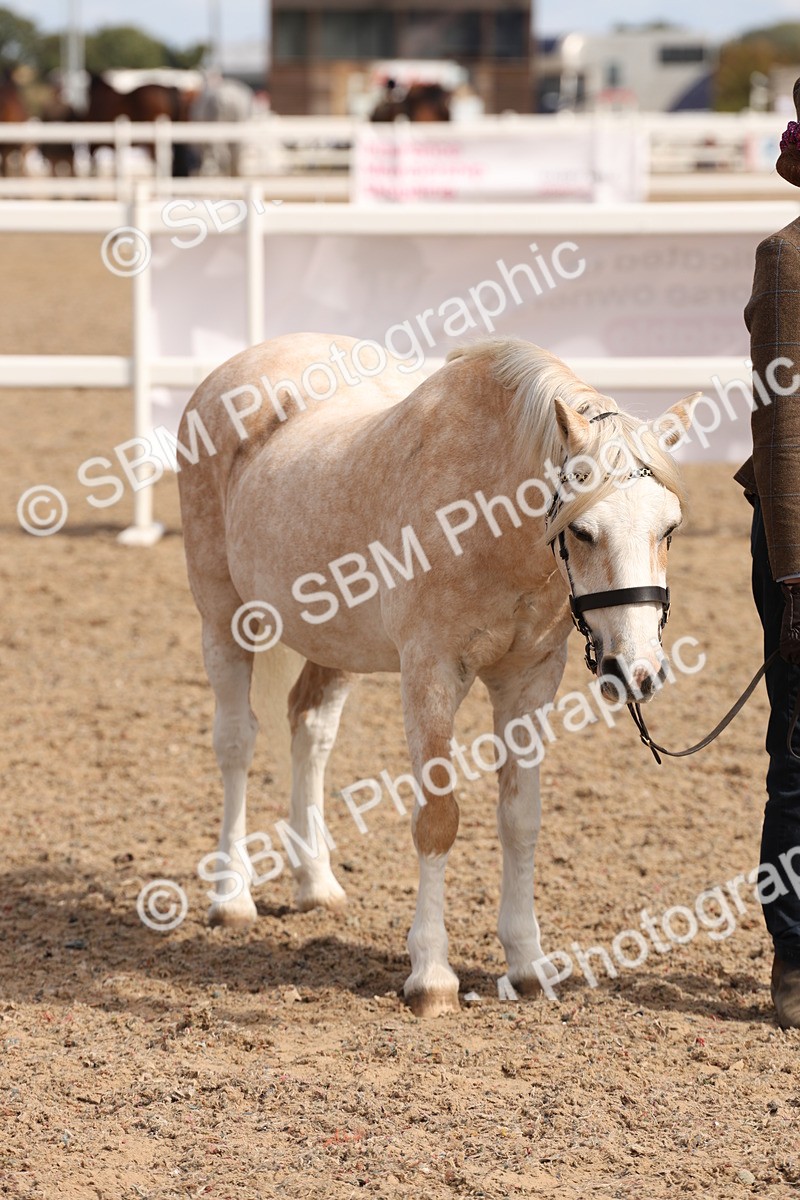 SBM_13969 - Class 205 - IH Show Pony - Show Hunter Pony