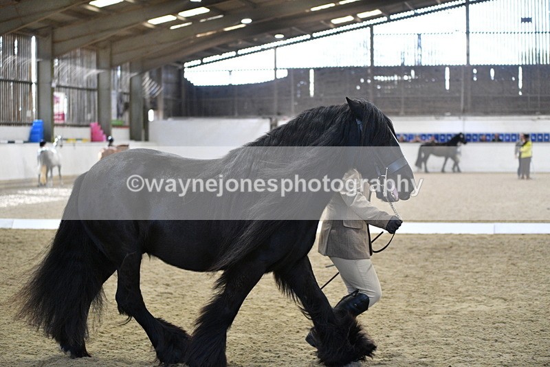 WJ5_4269 - Class 6 In hand M&M - Large Breeds