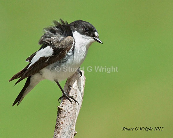 203 - Flycatchers, Redstarts & Stonechats