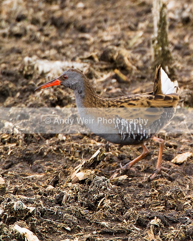 20130421-_MG_3036 - Rails & Coots