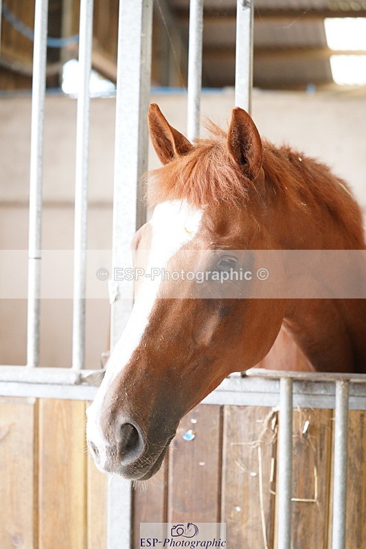 240809A-134600-01004 - Stable Shots