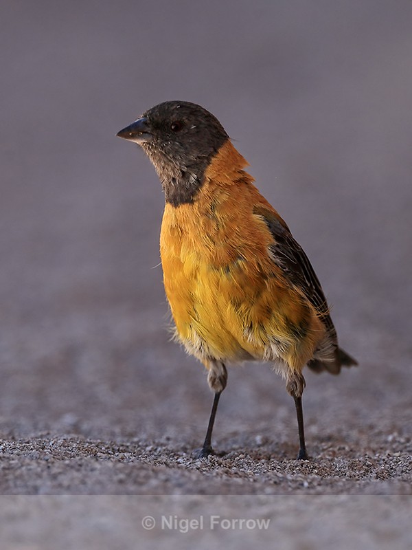 Black-hooded Sierra-Finch, close view, El Tatio, Chile - Black-hooded Sierra-Finch