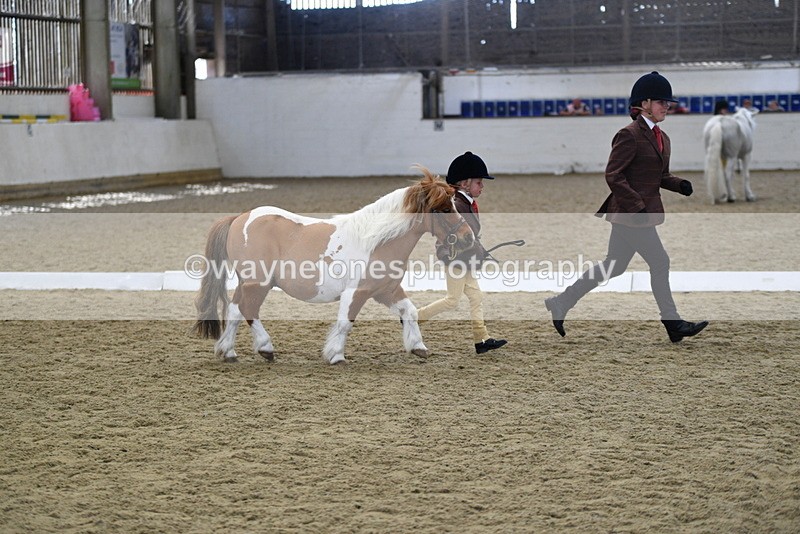 WJ5_4922 - Class 7 In hand coloured / odd coloured