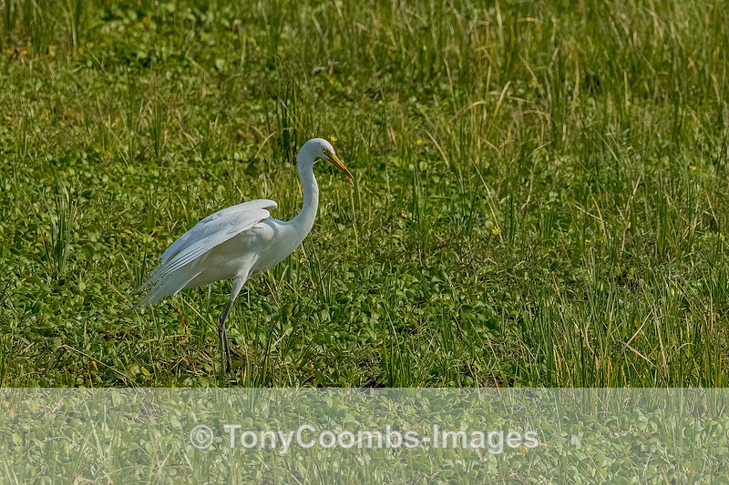 Intermediate Egret - Mana Pools ~ The Birds