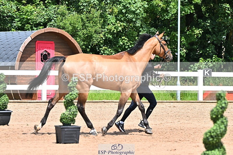 240718A-105311-01677 - Trot Up 1pm to 2pm