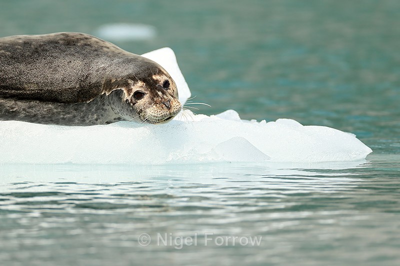 Common Seal close on ice floe, Surprise Glacier, Alaska - Seal