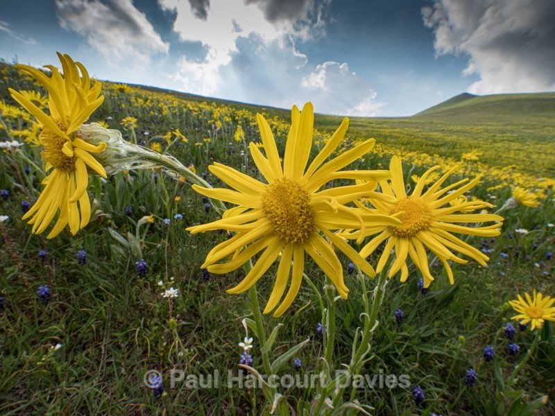 Arnica (Arnica montana) - Flowers in the Landscape - 2