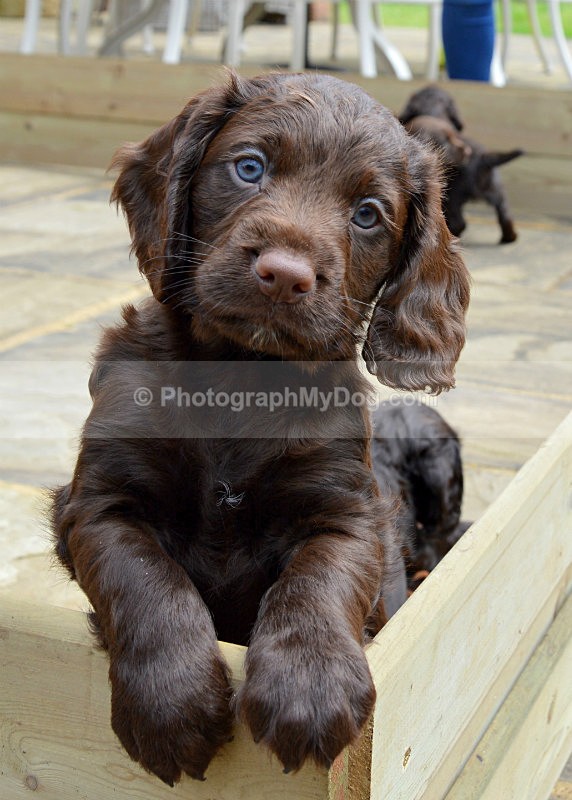  - Cocker Spaniels