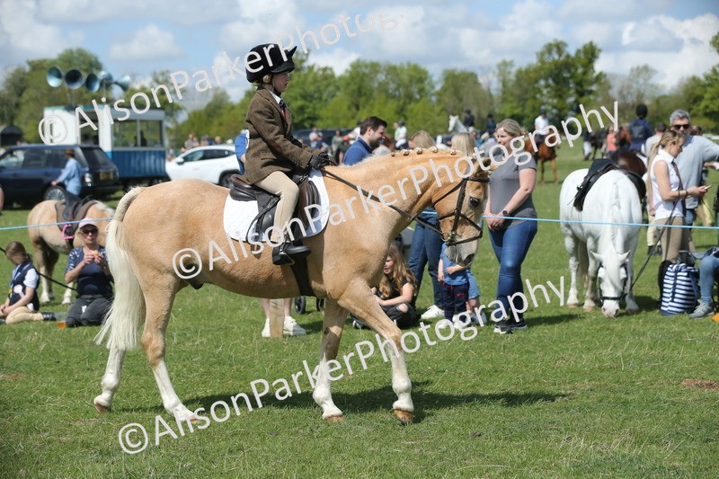20250427-3418 - Class 8 - Handsomest Gelding