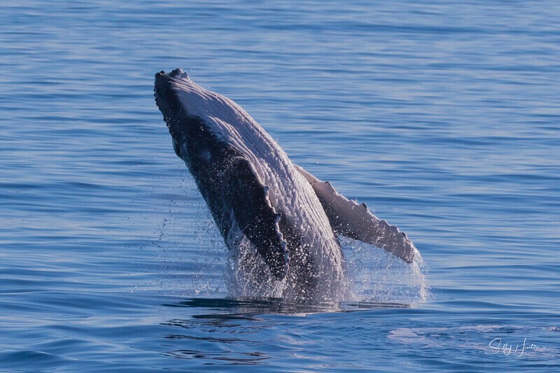 0A3A8542 - 2024 Hervey Bay Whales