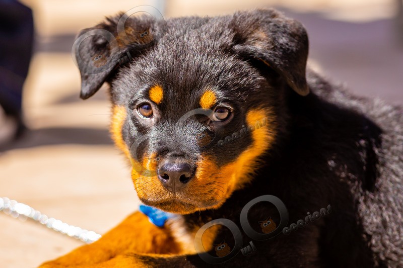 Rottweiler puppy-2740 - Pet Photography