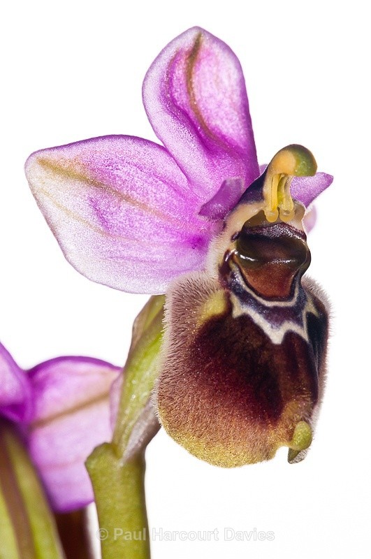  - WB: Orchids - Ophrys