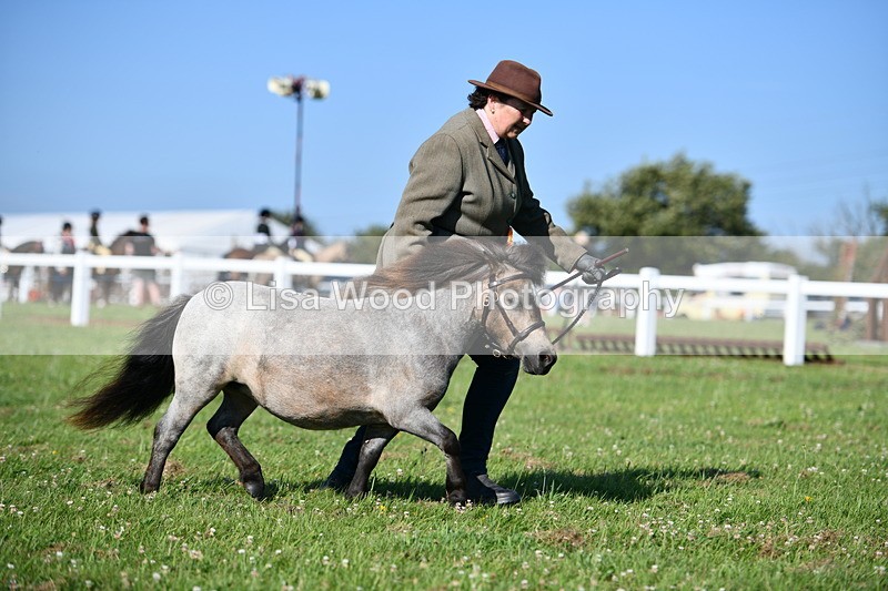 DSC_5749 - Class 49: NPS Shetland Youngstock