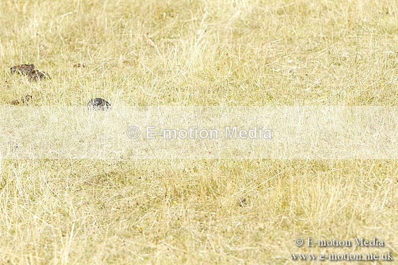 _BS_0933 - BVRC Show 2018 Ring 3