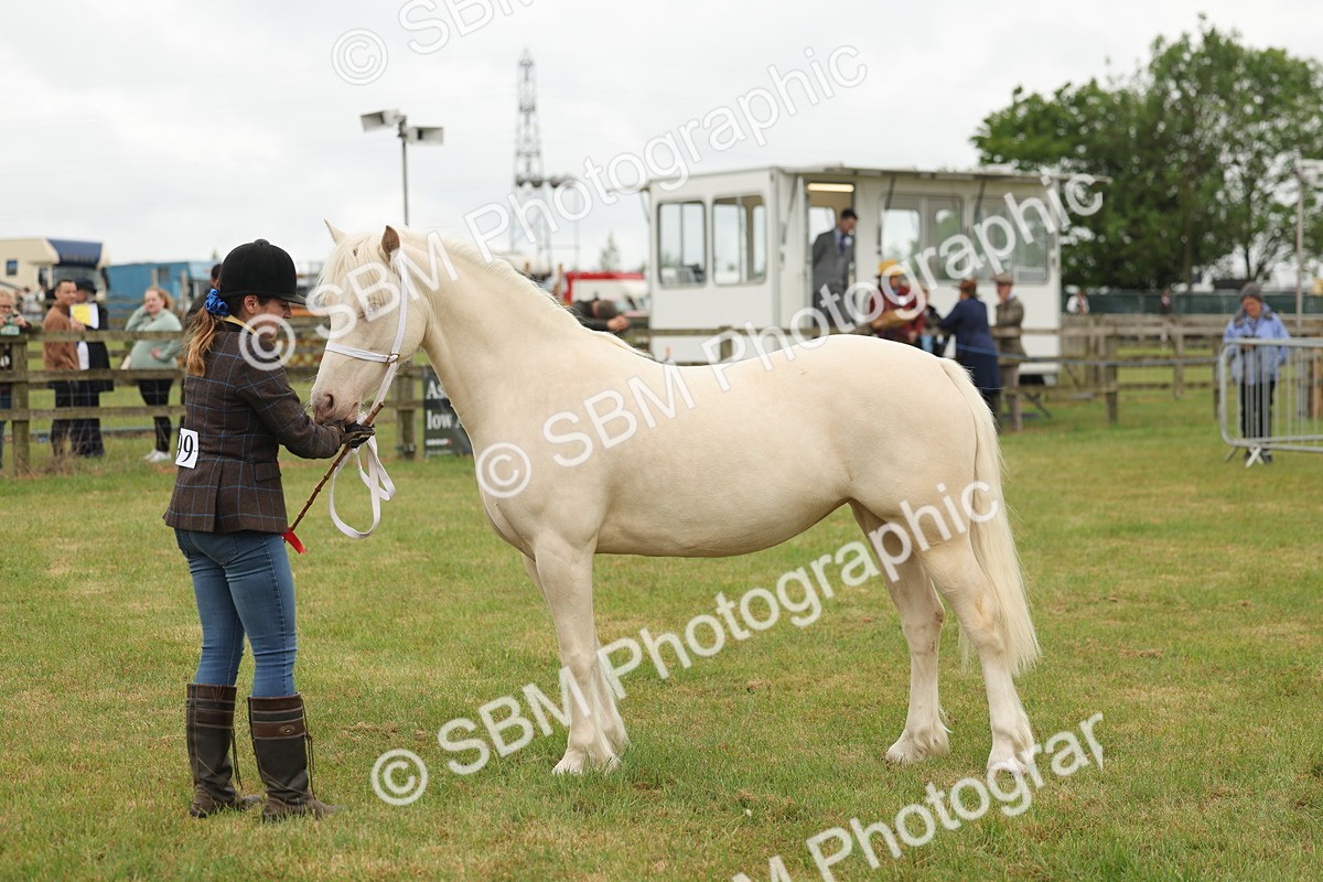 SBM_02407 - Class 50-57 - M&M Welsh Pony In Hand