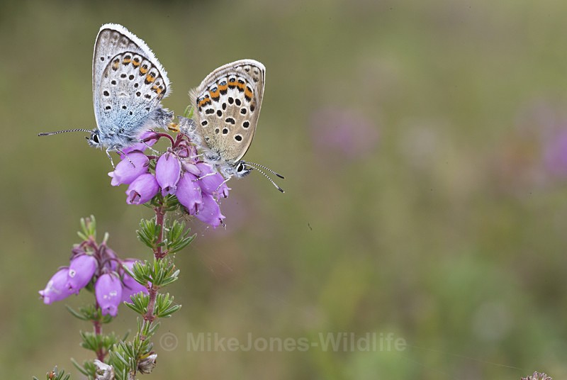 Silver Studded Blue Butterflies mating - BUTTERFLIES