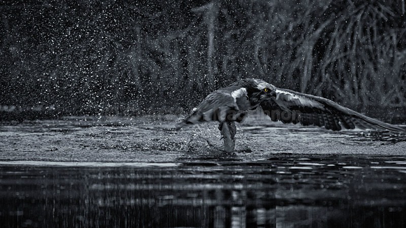 Osprey fishing - My darker side