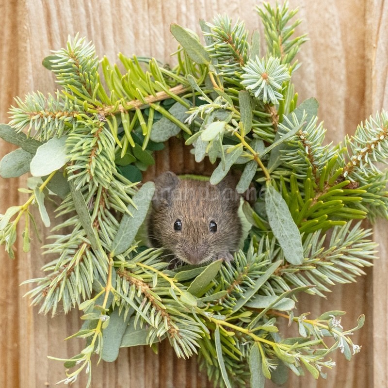 Vole Greenery 202620 - Greeting Cards