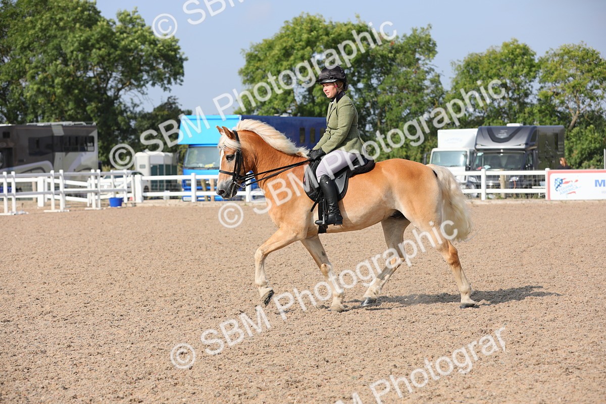 SBM_11358 - Class 305 Ridden Foreign Breeds- Pure Bred