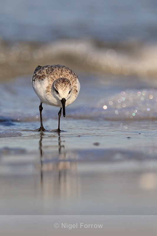 Sanderling looking down for food, Fort De Soto, Florida - Sanderling